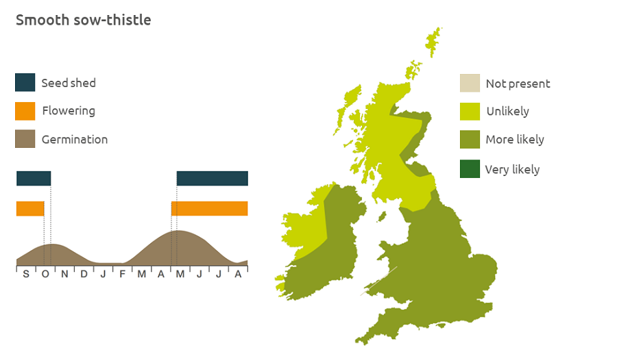 Smooth sow-thistle life cycle and UK distribution